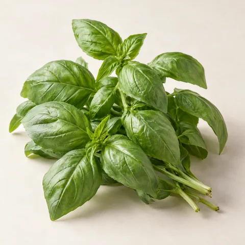 Sweet basil