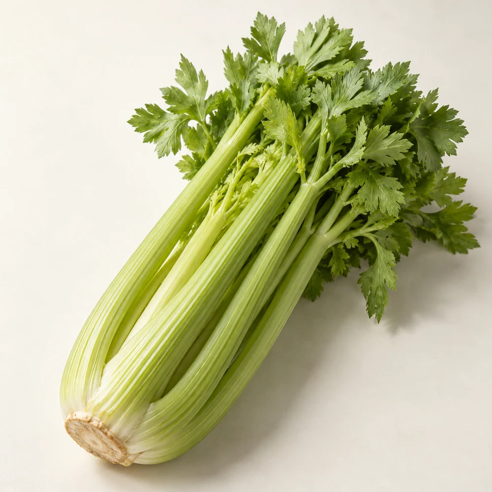 Illustrative studio composition of celery