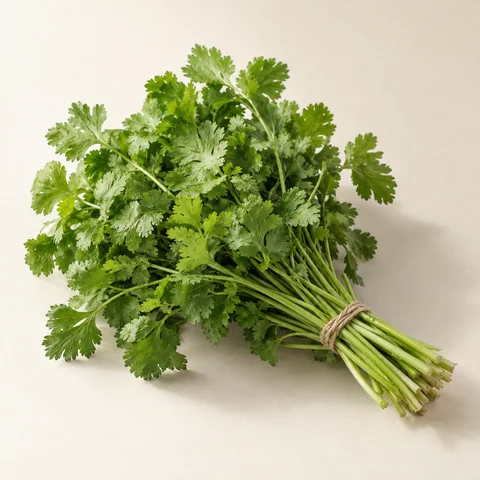 Coriander