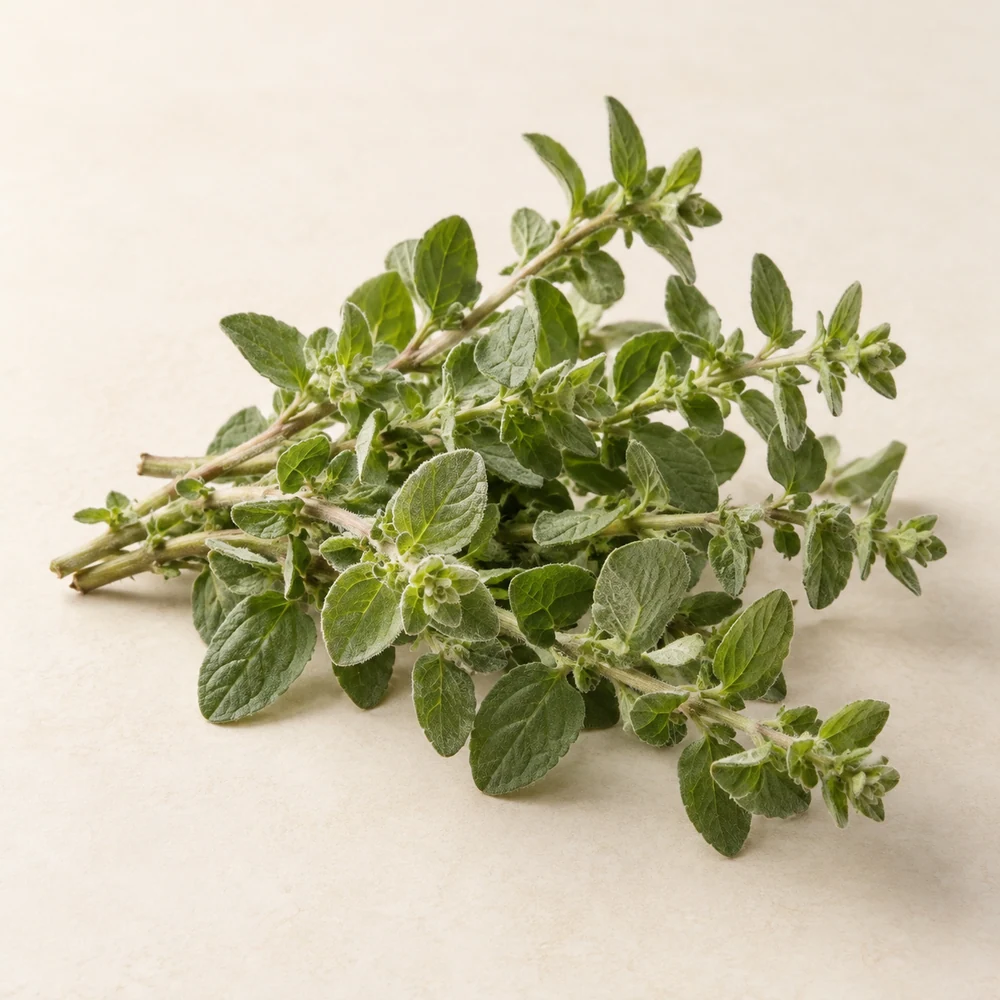 Illustrative studio composition of marjoram