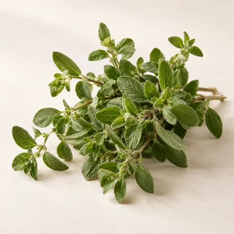 Oregano